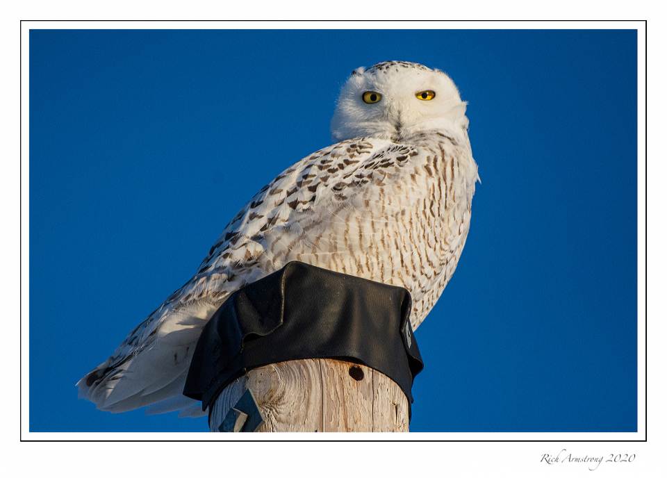 Snowy owl on post 2 f copy.jpg